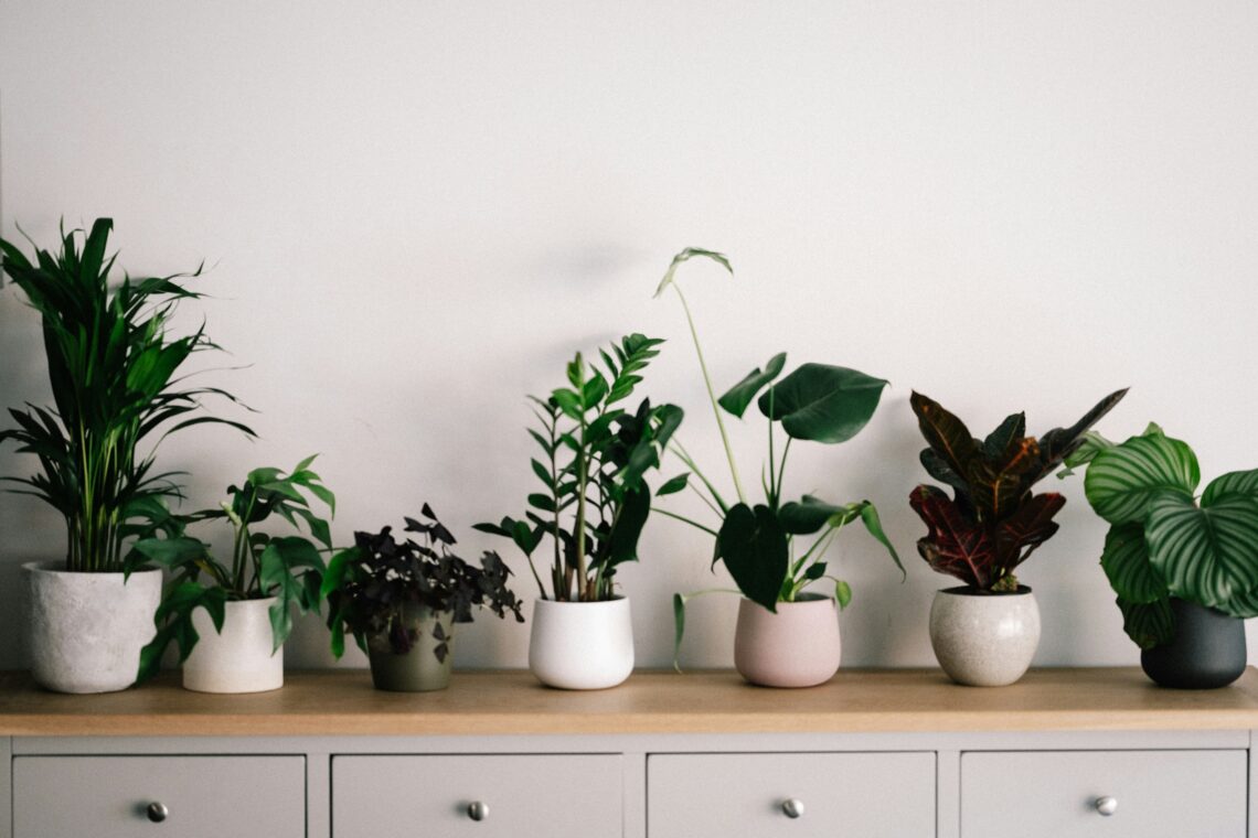 house plants