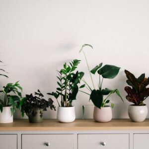 house plants