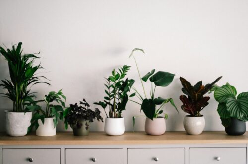 house plants