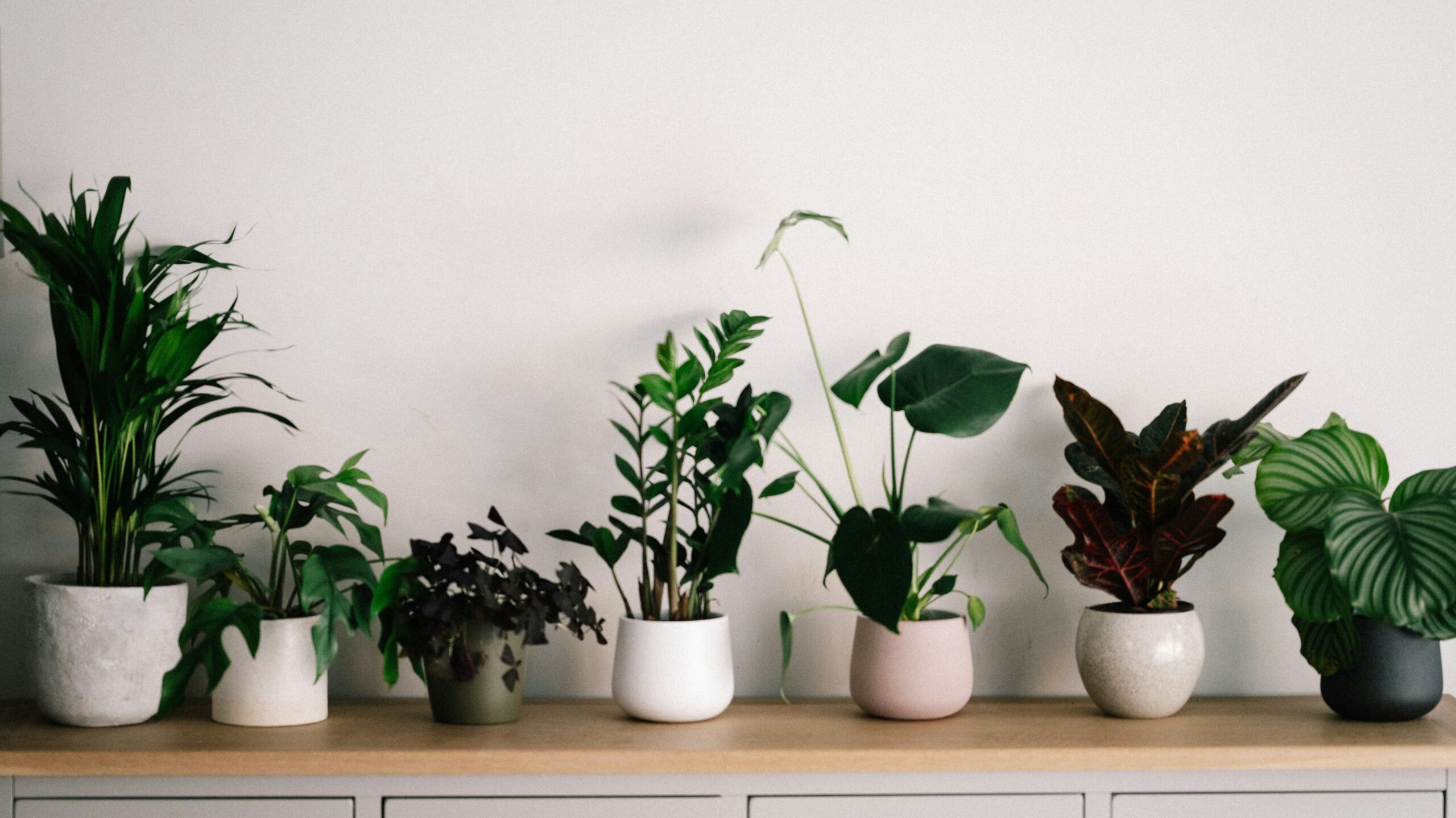 house plants